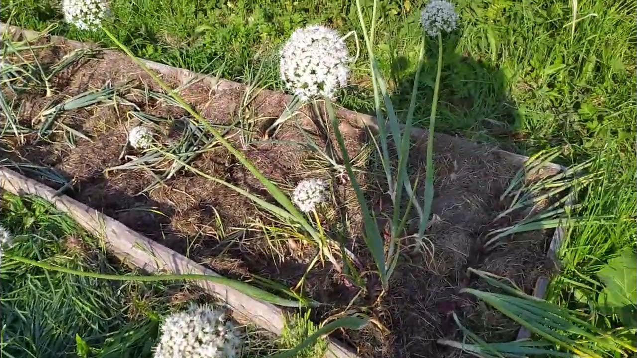 Лук шалот Истобенский результат 2022 - YouTube