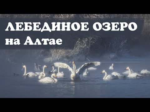 Лебединое озеро на Алтае. Зимовка лебедей кликунов на озере светлое