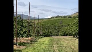 Orchard View Cherries - May 2022