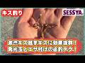 【キス釣り】激渋キス越冬ギスに効果抜群!発光玉とエサ付けの必釣テク!