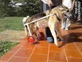 Terapia en silla de ruedas para perritos