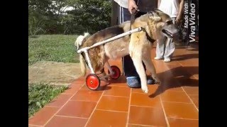 Terapia en silla de ruedas para perritos