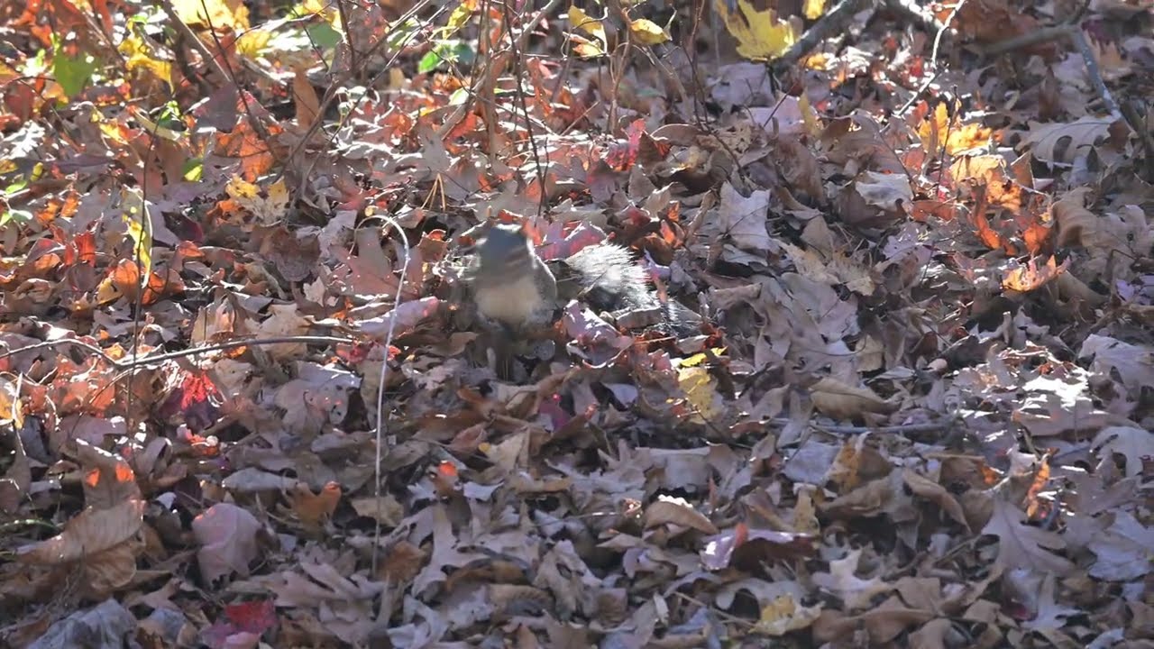 Tiny Explorer || Watch a Young Squirrel Discover His World