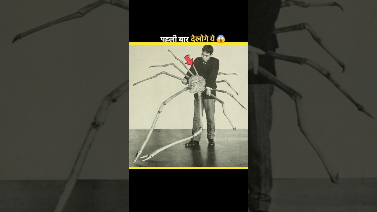 world's largest crab interesting facts about the world interesting facts chann interesting facts