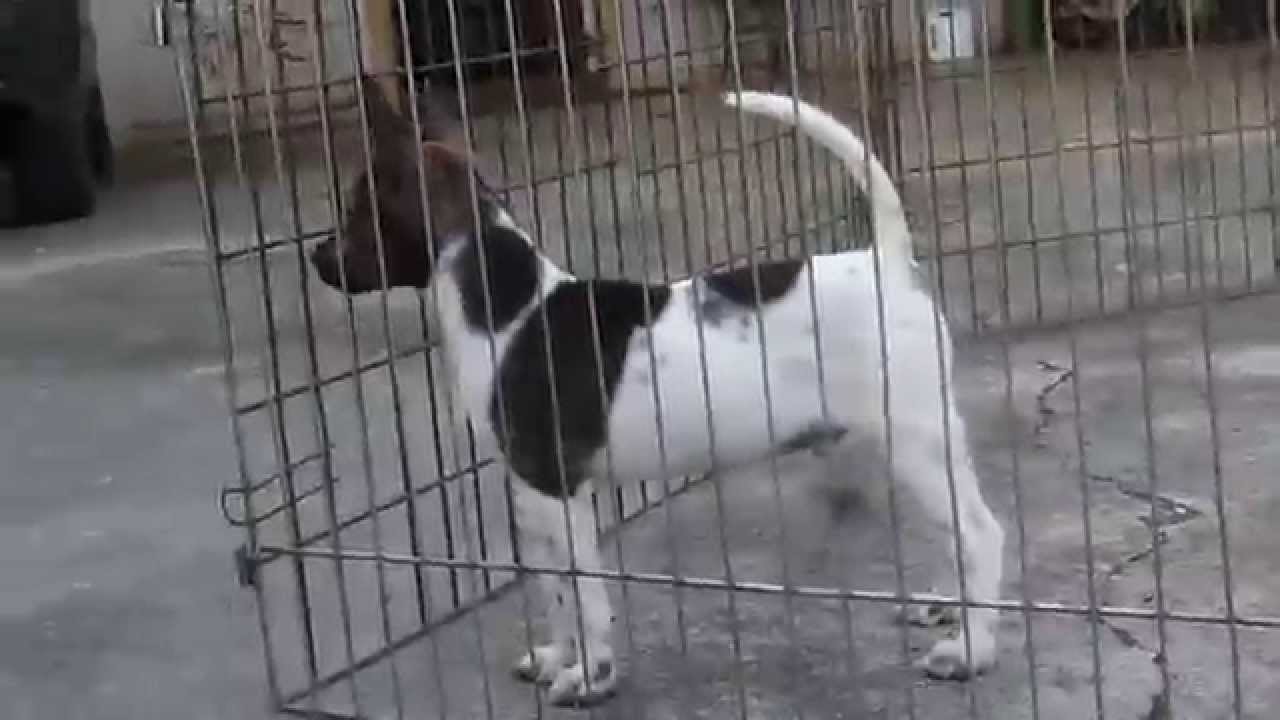 花色系台灣犬 虎斑花 屏東德協犬舍 Youtube
