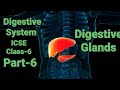 Parts of Alimentary Canal: Digestive Glands #liver #pancreas #bile #digestiveenzymes