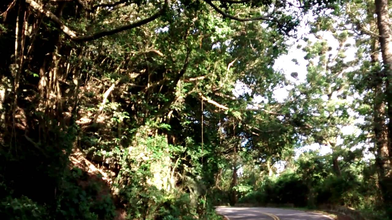 Formosan rock macaques cross the road