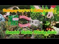 Dormancy खत्म! अब ये Cutting ज़रूरी है | Complete Garden Pruning Guide #gardening #garden #pruning 