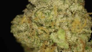 Blue Cookies