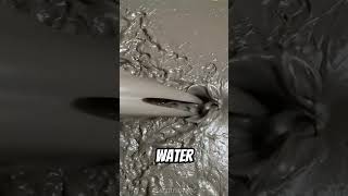 Forbidden Chocolate?