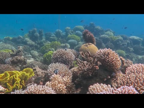 مزارع للمرجان في عمق خليج العقبة لحمايته من الاندثار