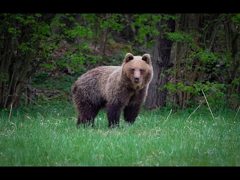 Medvede v Turci, 25min, raw, wildlife