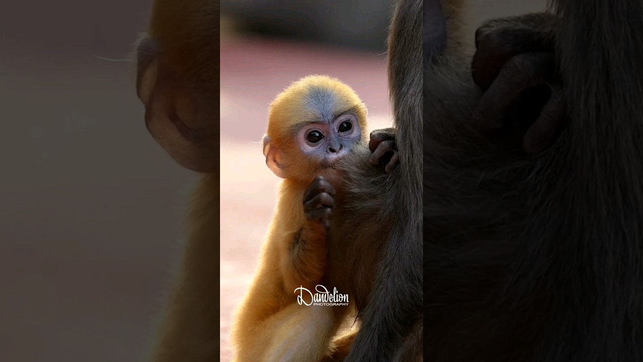 baby dusky leaf monkey!🐒 
