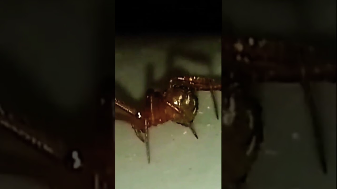 Araneae Spider Araña 🕷️🕷️🕷️ Araneae Spider Araña 🕷️🕷️ Araneae Spider Araña Spider 