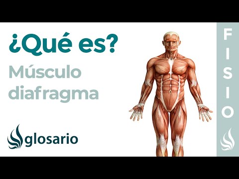 Video: ¿Qué es el músculo diafragma?