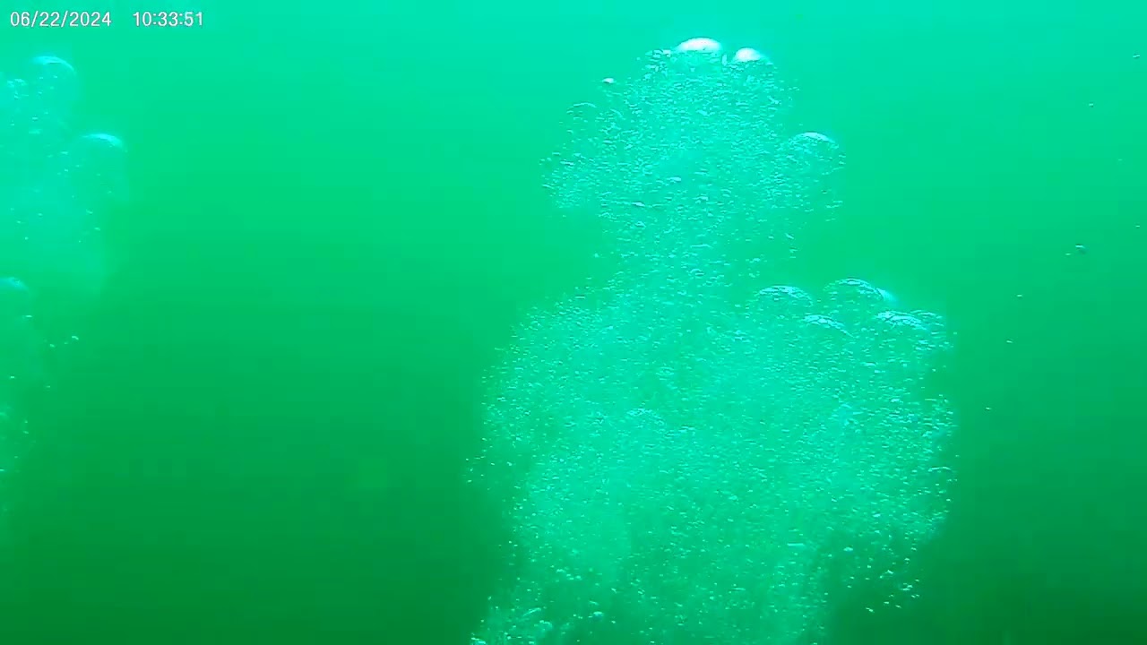Raptor Dive with seals