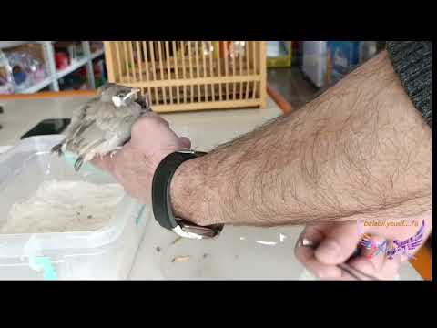 متى نعطي ماء للفراخ وكم المدة بين الوجبات لاطعام الفراخ