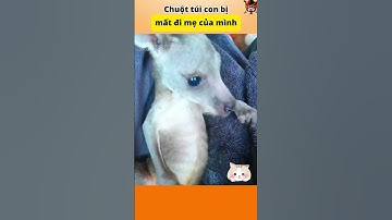 Chuột túi con bị mất đi mẹ của mình #animals #thuvi #funny #cothebanchuabiet #pets #thegioidongvat