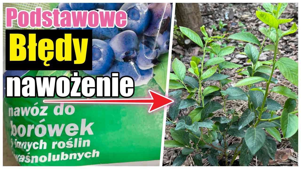 Podstawowe BŁĘDY w nawożeniu BORÓWKI amerykańskiej