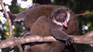 Video thumbnail of "The Lemur Song"