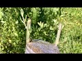How To Graft An Olive Tree تطعيم الزيتون بالقلم اللحائي بهدف تغيير الصنف How To Graft An Olive Tree تطعيم الزيتون بالقلم اللحائي بهدف تغيير الصنف