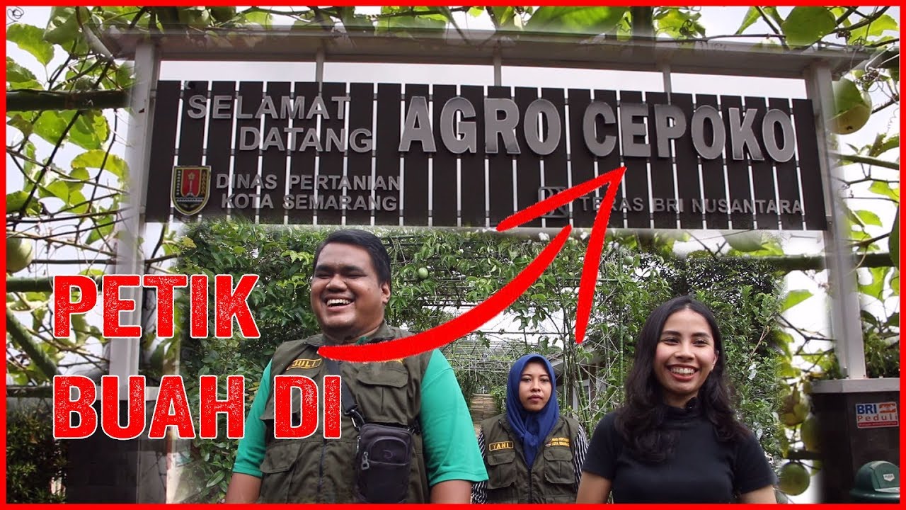 Wisata Petik Buah di Kebun Buah Cepoko Gunung Pati Semarang