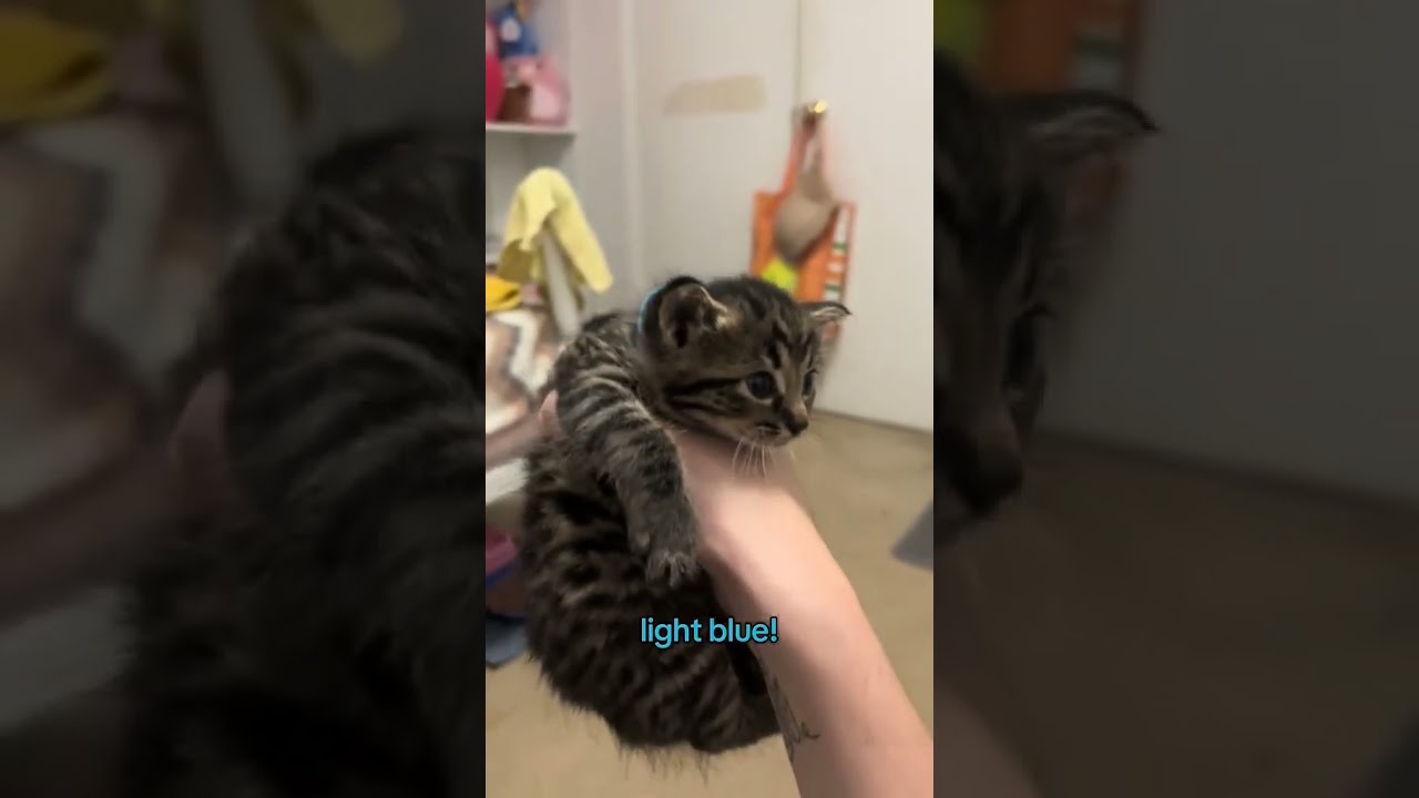 Letting The Kittens Pick Their Collars Kittensoftiktok Catsoftiktok