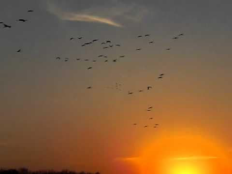 camera iphone 8 plus apk Sandhill Cranes