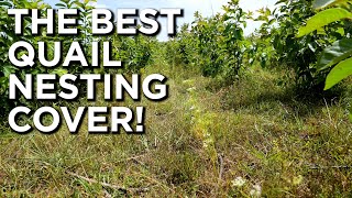 The Best Nesting Cover For Bobwhite Quail