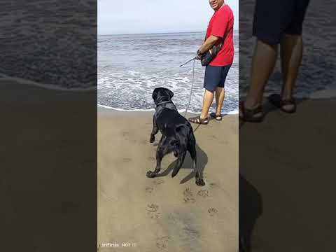 MY DOG'S REACTION