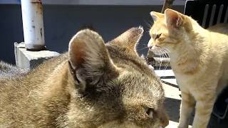 猫島、船を降りてすぐに出迎えてくれる港付近の猫達