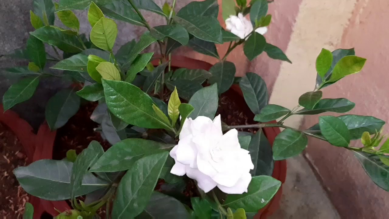 Best soil mix for gardenia/sugandraj ,repotting process&price YouTube