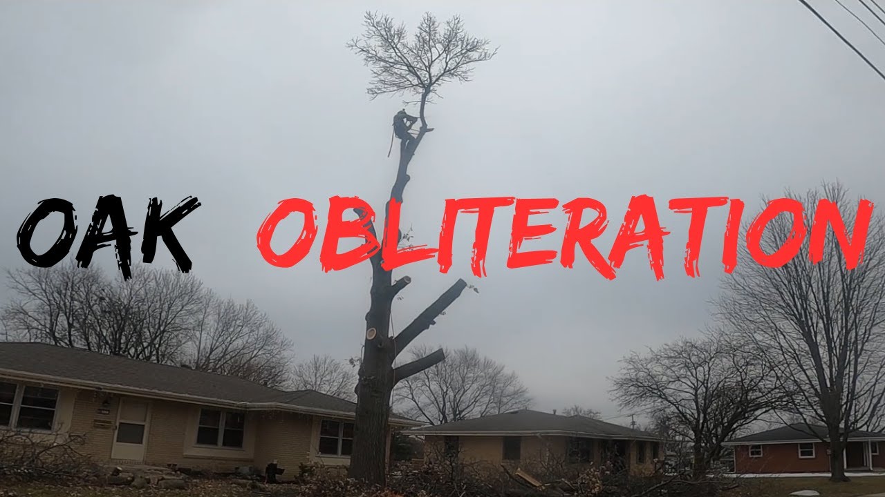Cutting Down an 80-year-old Oak Tree - YouTube