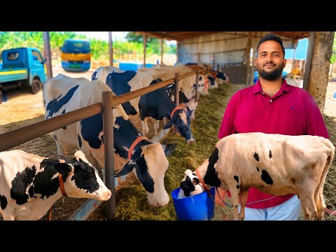 9 மாடுகள் 280 லிட்டர் பால் | Loose Housing Dairy Farm | HF, Jersey Cows | Hutsan | Siva Arun Tv 