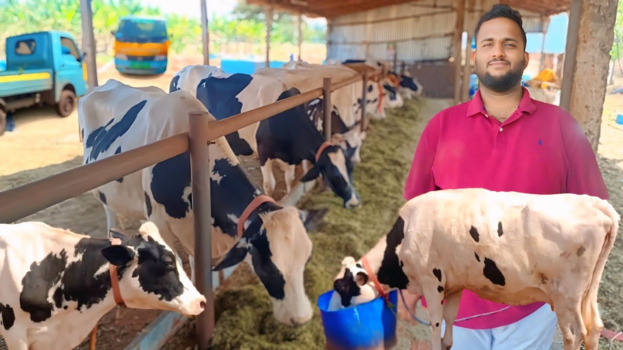 9 மாடுகள் 280 லிட்டர் பால் | Loose Housing Dairy Farm | HF, Jersey Cows | Hutsan | Siva Arun Tv 
