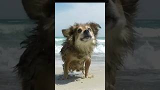 Cute Dogs Shake Off Water In Slow Motion