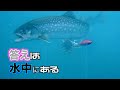 フルベイトに魚が群がる様子
