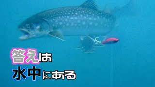 フルベイトに魚が群がる様子