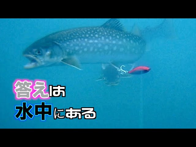 フルベイトに魚が群がる様子 - YouTube