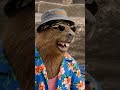 #capiberto #humor #funny #capybara #memes #carpincho #meme #memes