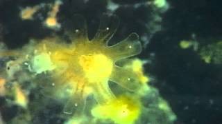 Budding & Strobilation4