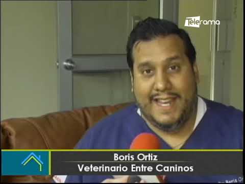 ¿Cómo enseñarle a tu mascota a estar sola en casa?