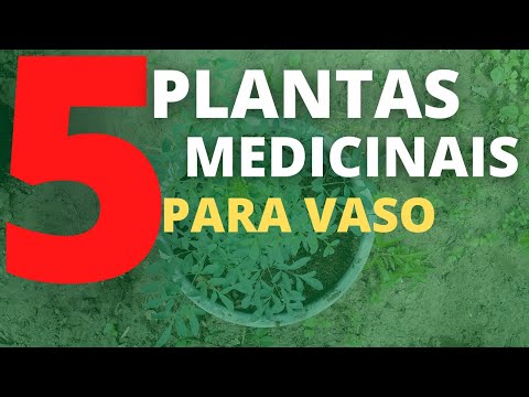 Vídeo: Condições de cultivo de arnica - dicas sobre como plantar ervas de arnica no jardim