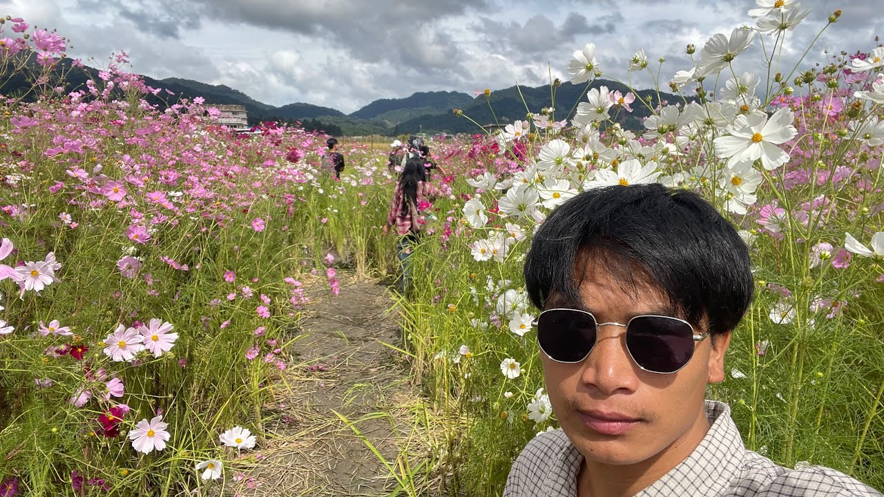 OMG😱😱Ziro Cosmos flowers garden mai itne sahare log