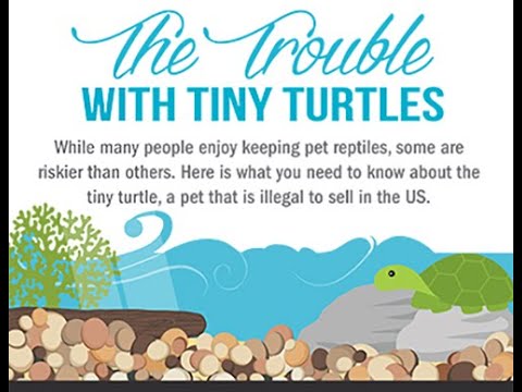 The Trouble with Tiny Turtles