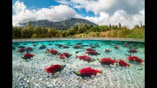 Live Migrations Live Stream