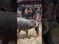 jangan ditebas #youtube #viral