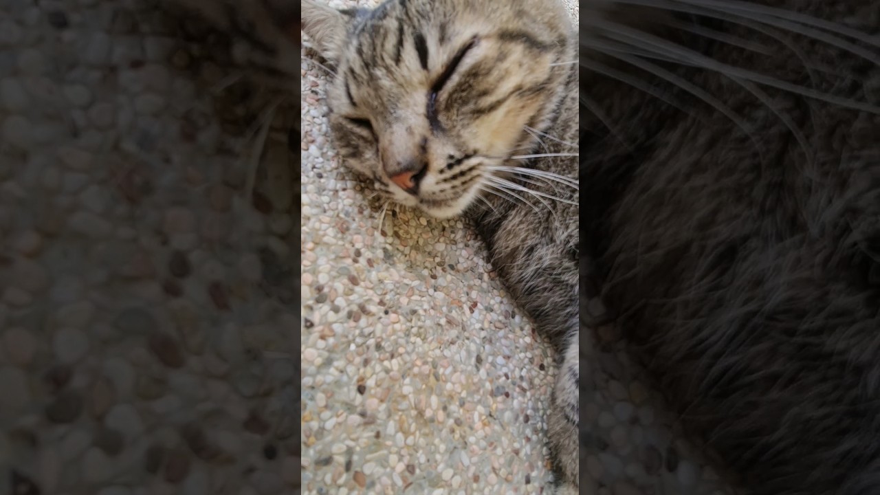 Truffle meow bc she sick cat straycat YouTube