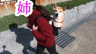 柴犬小春 リュックでおんぶ柴 Gaston Luga Youtube