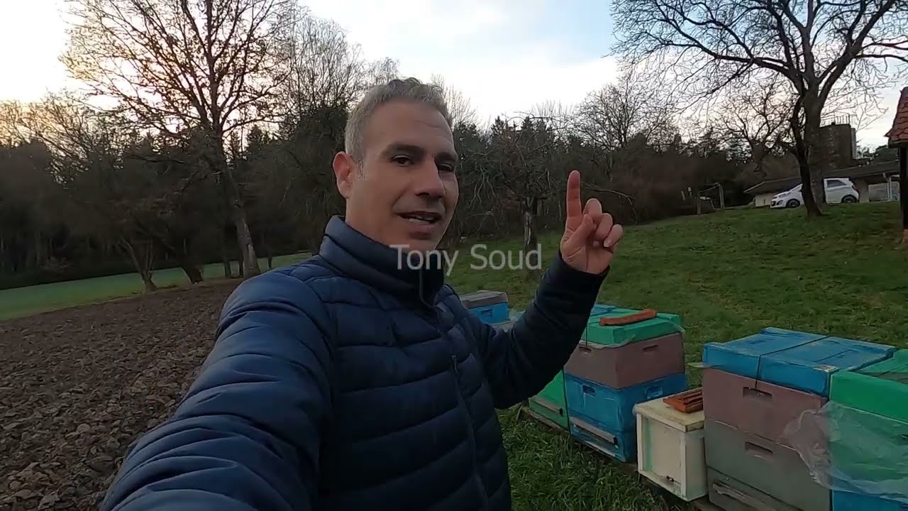 كم خلية نحل يسمح بوضعها في مكان واحد .